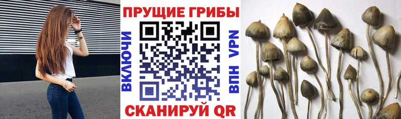 Галлюциногенные грибы мицелий  Купить где  Орск 